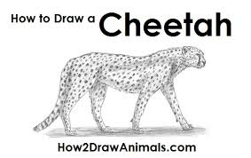 It's very easy art tutorial for beginners, only follow me step by step, if you. Cheetah Drawing Easy For Kids