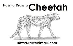 Maybe you would like to learn more about one of these? Cheetah Drawing Easy For Kids