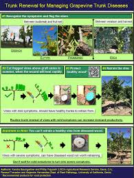 Image result for grape pruning