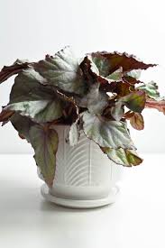 Image result for Begonia rex