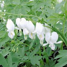 Image result for Dicentra spectabilis alba