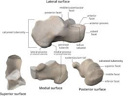 Image result for Calcaneus