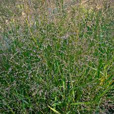 Image result for Panicum nervatum