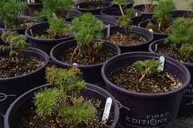 Minutes from moorhead and not far from fargo, a short distance from i94 or options without interstate, we are easy to get to. Ole S Nursery Olesnursery Twitter