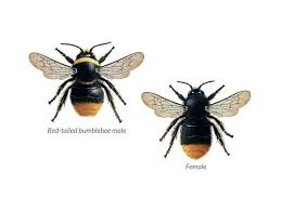 Maybe you would like to learn more about one of these? Bee Identification Guide Friends Of The Earth