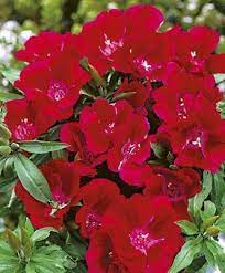 This Item Is Unavailable Etsy Flower Seeds Flowers Etsy