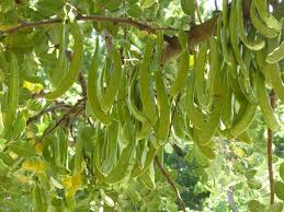 Image result for Ceratonia