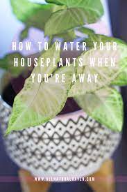 How To Water Your Plants When You Re Away Easy Care Plants Water Plants Succulent Care
