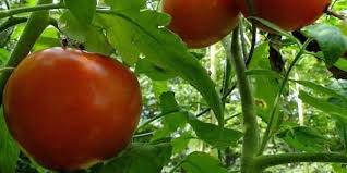 Comment Utiliser Le Sulfate De Magnesium Pour Avoir Un Jardin Magnifique Jardin De Tomates Cultiver Des Tomates Commencer Un Jardin