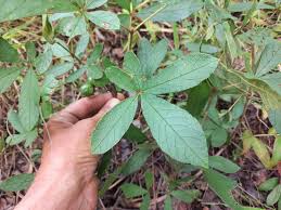 Image result for Vitex madiensis