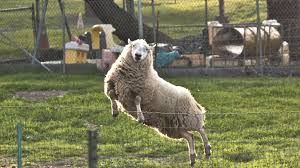 Pin Von Karin Heuser Auf Sheeps World