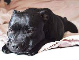 Pin By Heathen Wolf On Pibbles Staffy Dog Black Pitbull Puppies Pitbull Terrier