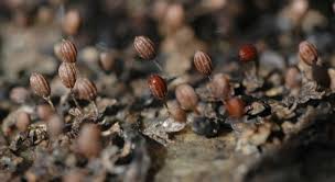 Image result for Podostemaceae