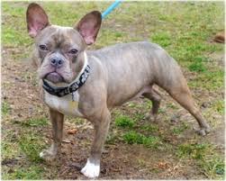 She has talents in agility and a life span of 12 to 15 years. Bull Terrier French Bulldog Mix