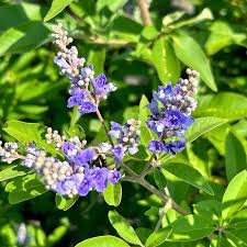 Image result for Vitex schliebenii