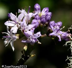 Image result for Ehretia rigida