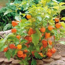 Image result for Physalis peruviana