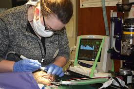 Learn more a reason to smile again dental implants can give you a. Dental Care Veterinary Service Greenville Nc