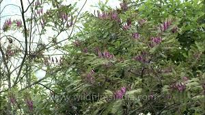 Image result for Indigofera congesta