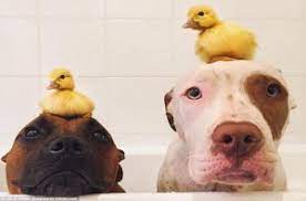 10 Dogs Wearing Ducks As Hats Because They Can Petguide