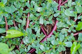 Purslane has a thick reddish stem and succulent, rounded leaves that grow in clusters. Purslane Poisoning In Horses Symptoms Causes Diagnosis Treatment Recovery Management Cost