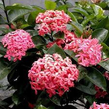 Image result for Ixora nana