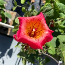 Image result for Stictocardia beraviensis