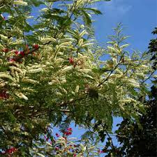 Image result for Acacia polyacantha