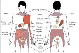 File 1506 Referred Pain Chart En Español Jpg Wikimedia Commons