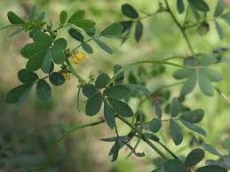 Image result for Senna tora