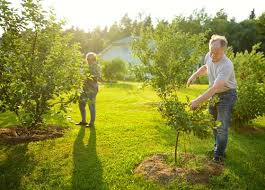 Peach trees are the only type of fruit tree that has varieties that can grow 10 to 15 feet high and only 2 to 3 feet wide. November Gardening Checklist For Pacific Northwest Garden Design