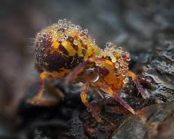 Image result for Globimetula kivuensis