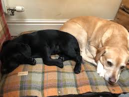 Bbc breakfast´s louise minchin took on norseman this weekend. Louise Minchin On Twitter Sometimes In Life There Are Some Things You Have To Accept After 5 Weeks Walkswithwaffle Has Given In And Let Ruby Share Her Bed Happynothappy Https T Co Leyzyalzse