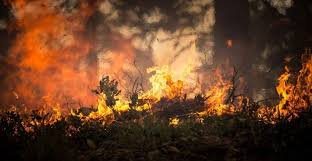 Dois incêndios ativos em loulé não colocam populações em risco. Incendios Ativos Em Fernao Joanes E Lageosa Do Mondego Beira Pt