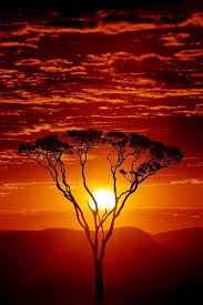 There are 72 sunset nuggets for sale on etsy, and they cost 22,33 $ on average. ã‚¢ãƒ•ãƒªã‚«ã®æ—¥ã®å‡º å¤•ç„¼ã' ä¸€æœ¬ã®æœ¨ é¢¨æ™¯