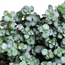 Image result for Pilea rivularis