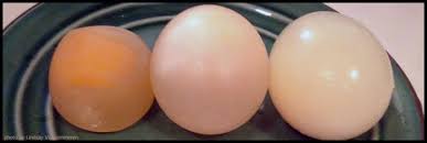 I then compared the three volume measurements and provided observation. Osmosis Experiment Dissolve An Egg Shell The Lab