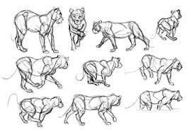 Step by step drawing forest animals: How To Learn To Draw Stage Three Visual Database