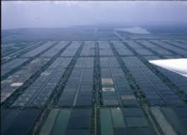 Topic Tambak Udang Republika Online