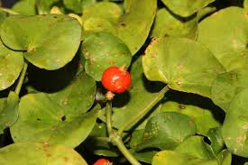 Image result for Geophila