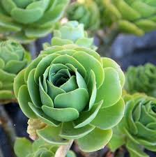 Check spelling or type a new query. These Tiny Succulents Look Just Like Roses Martha Stewart