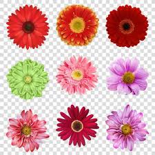 菊花图片太阳花png免抠素材模板红花chrysanthemum picture sun flower png free material template safflower image fruit hd images