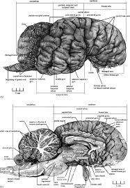 The average forest elephant is. Elephant Brain Part I Gross Morphology Functions Comparative Anatomy And Evolution Sciencedirect