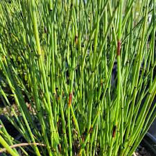 Image result for Oropetium capense