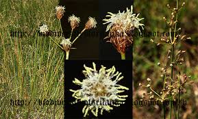 Image result for Fimbristylis quinquangularis