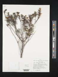 Image result for Aspilia ciliata