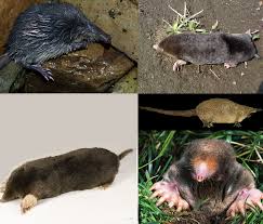 They earthworms and other types of underground bugs. Talpidae Wikipedia