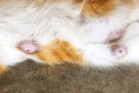 And while nobody can tell you exactly how long an individual's lifespan will be, statistics do allow us to answer the question how long do cats live? in a. Cat Breast Cancer Causes Symptoms And Treatment Of Mammary Cancer