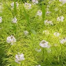 Native offers a long season of interest, with its blue spring flowers, attractive feathery leaves, and golden yellow fall color. Companions For Bluestar Horticulture