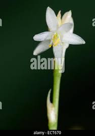 Image result for Chlorophytum sparsiflorum